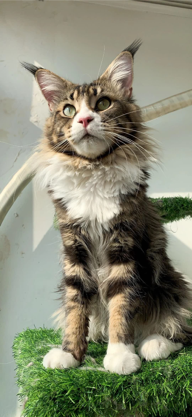 猫图片|宠物猫|猫咪|