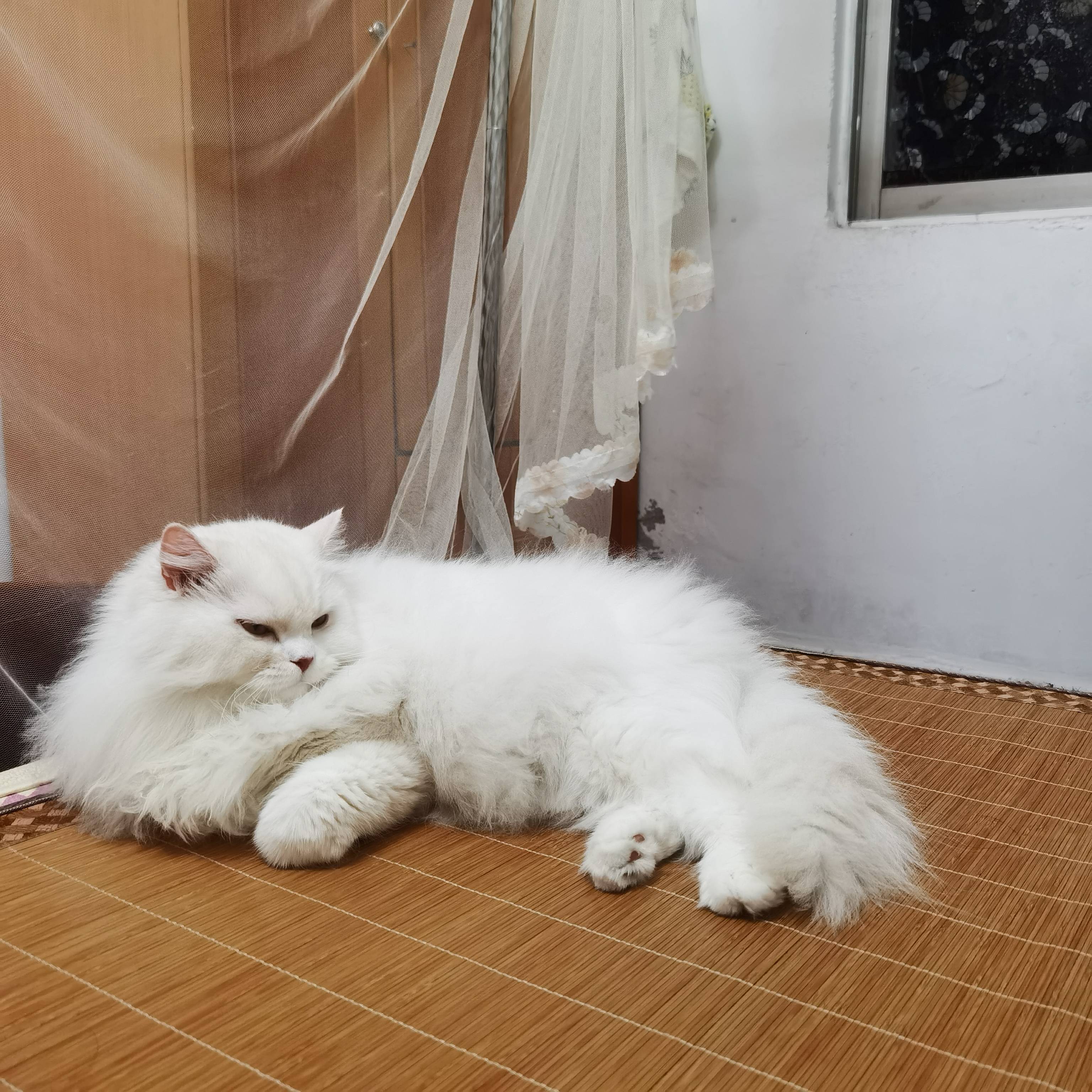 猫图片|宠物猫|猫咪|