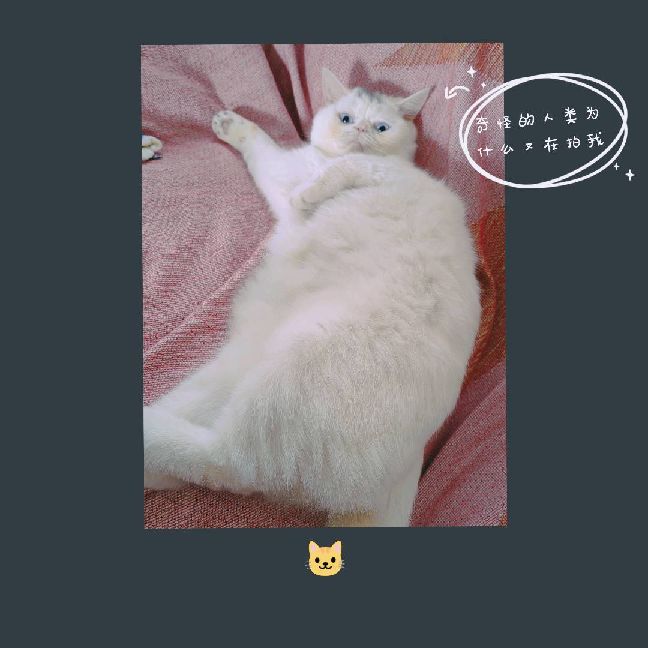 猫图片|宠物猫|猫咪|