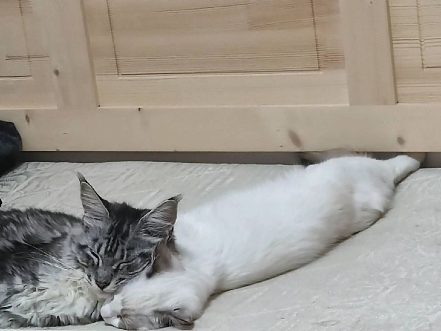 猫图片|宠物猫|猫咪|