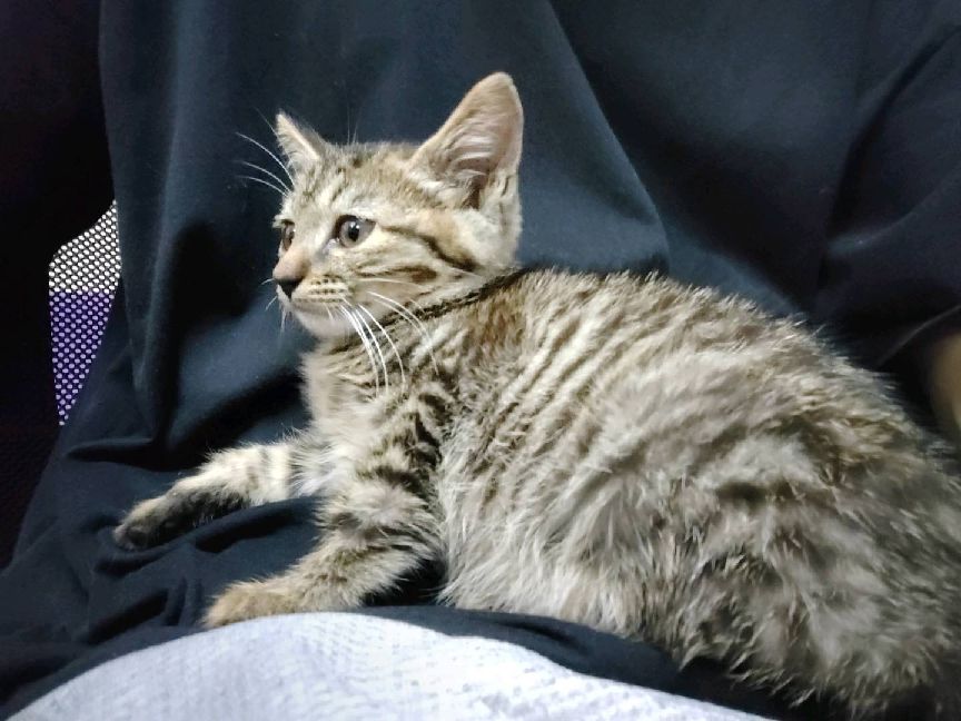 猫图片|宠物猫|猫咪|