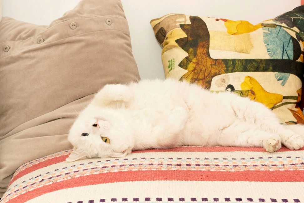 猫图片|宠物猫|猫咪|