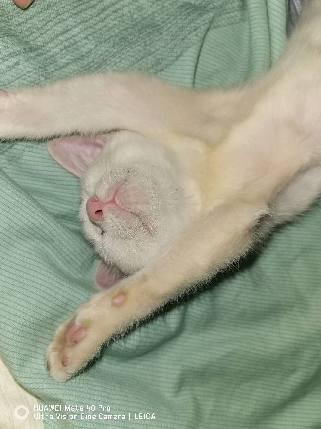 猫图片|宠物猫|猫咪|