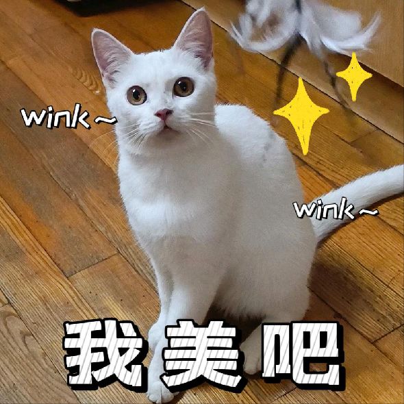 猫图片|宠物猫|猫咪|