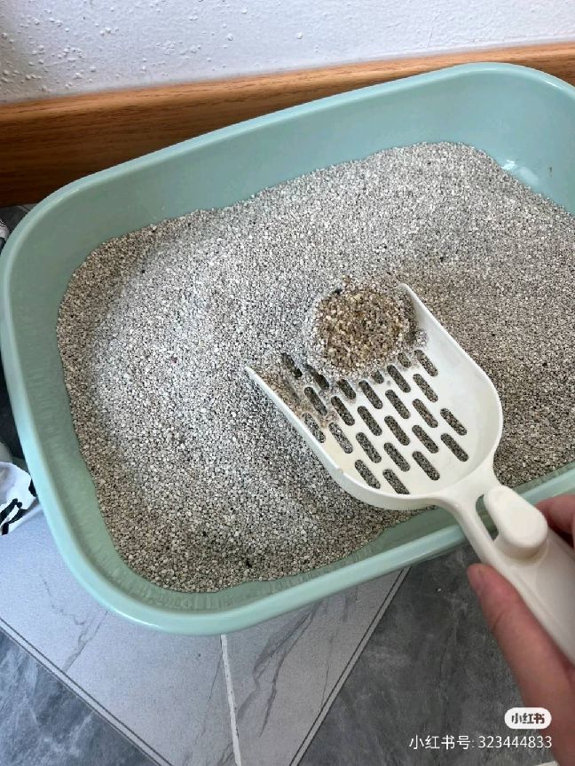 猫图片|宠物猫|猫咪|