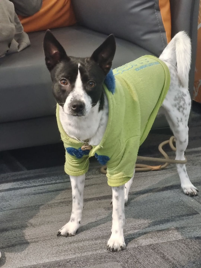 猫图片|宠物猫|猫咪|