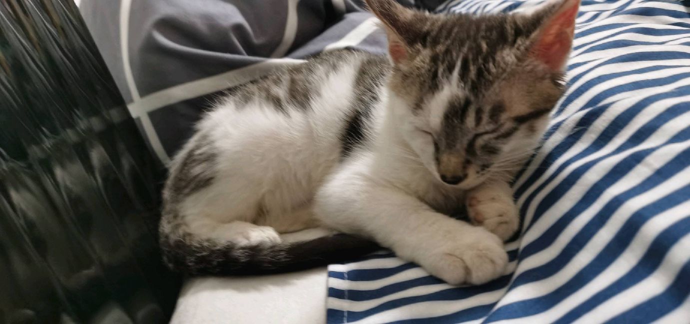 猫图片|宠物猫|猫咪|