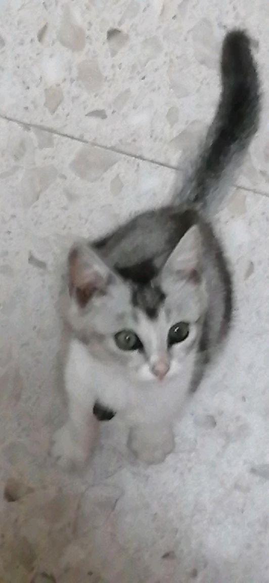 猫图片|宠物猫|猫咪|