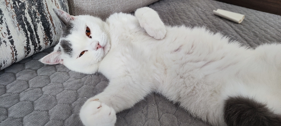 猫图片|宠物猫|猫咪|