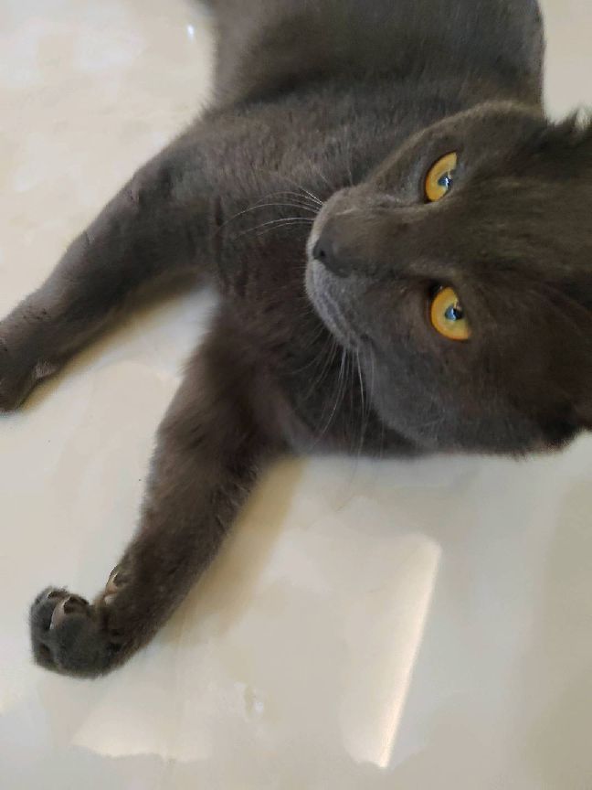 猫图片|宠物猫|猫咪|