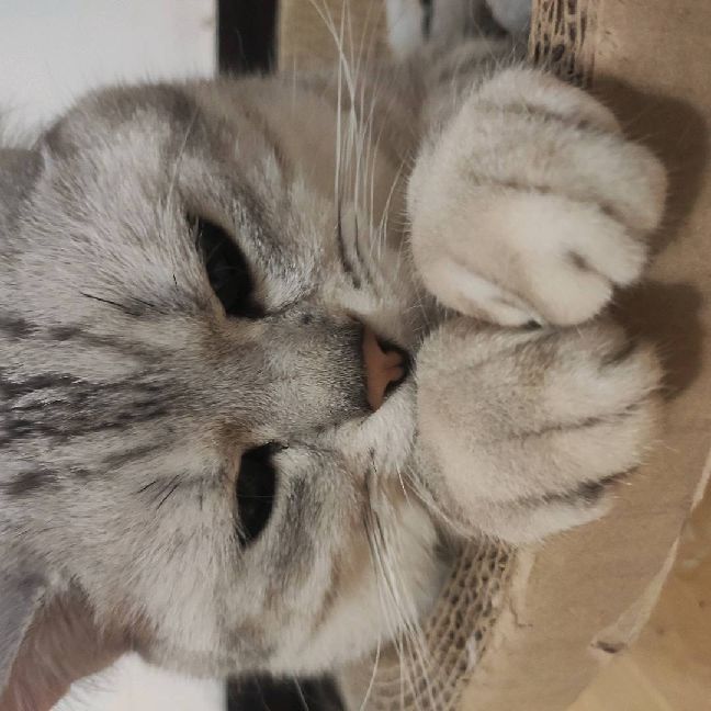 猫图片|宠物猫|猫咪|