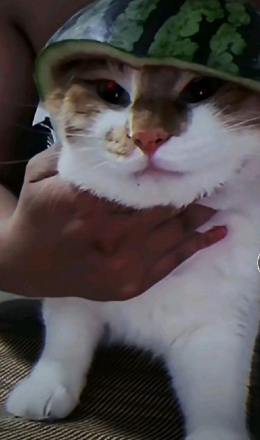 猫图片|宠物猫|猫咪|