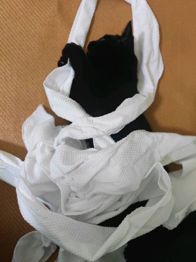 猫图片|宠物猫|猫咪|