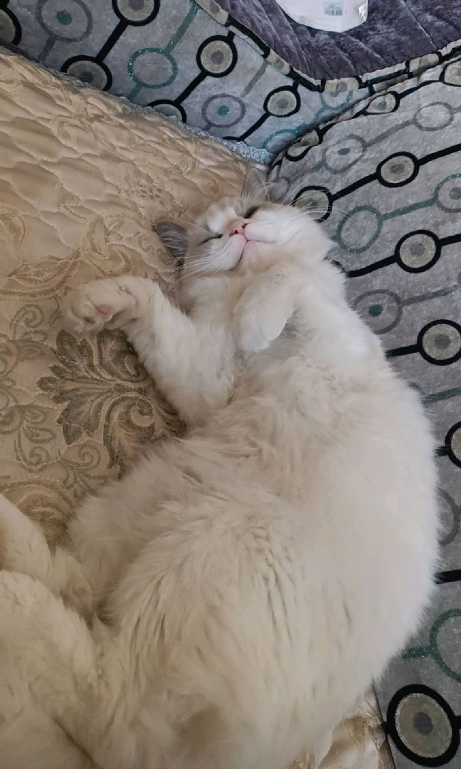 猫图片|宠物猫|猫咪|