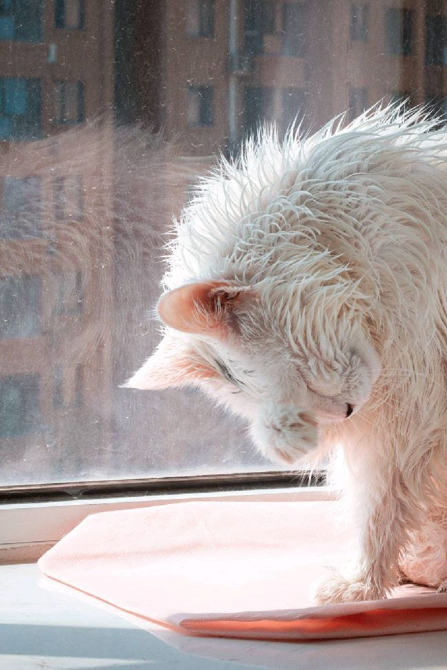 猫图片|宠物猫|猫咪|