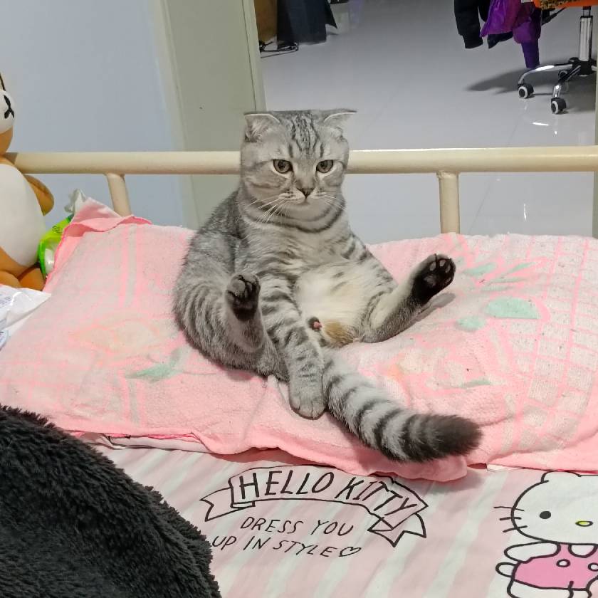 猫图片|宠物猫|猫咪|