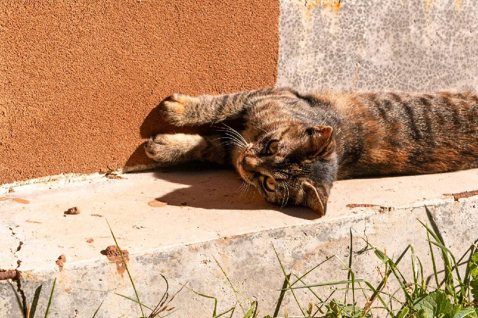 猫图片|宠物猫|猫咪|