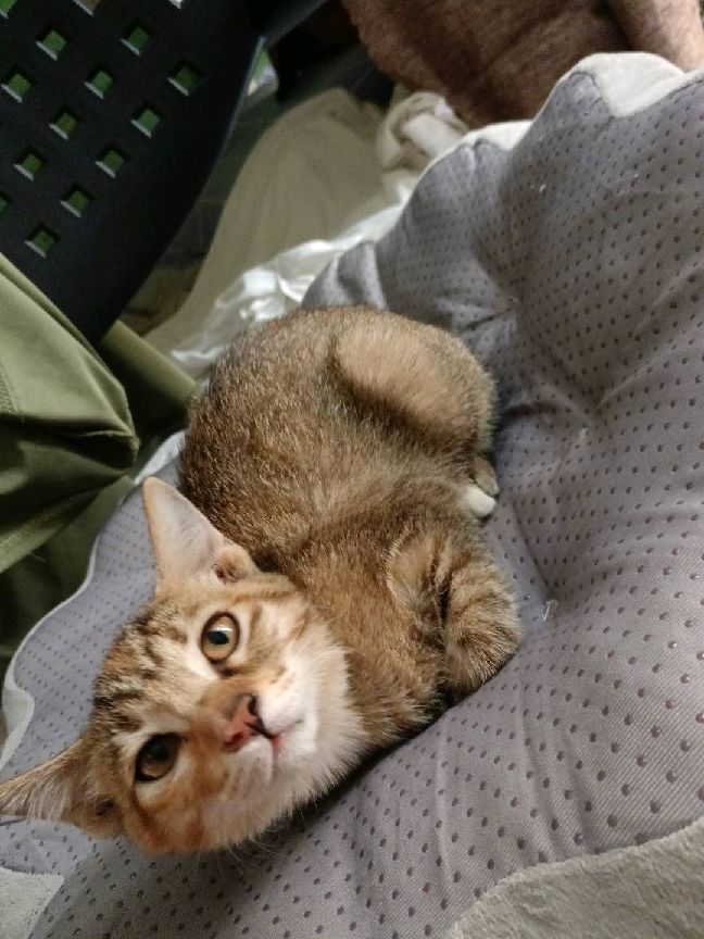 猫图片|宠物猫|猫咪|