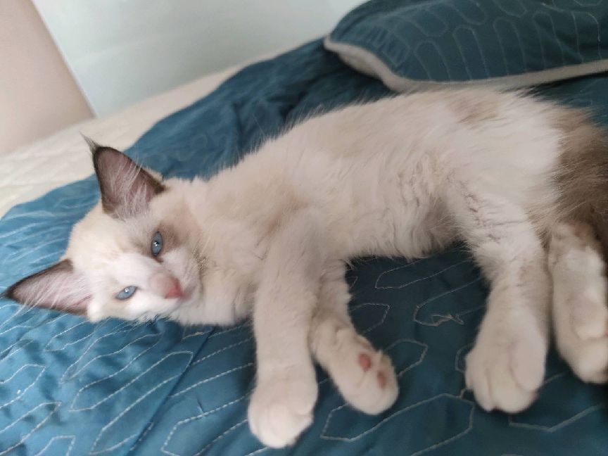 猫图片|宠物猫|猫咪|