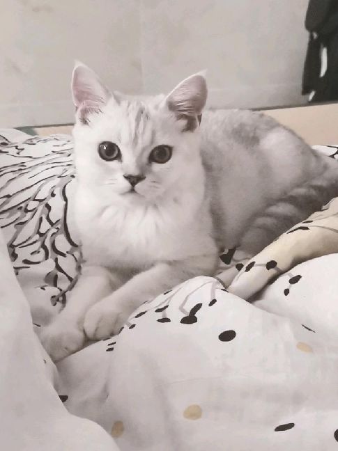 猫图片|宠物猫|猫咪|