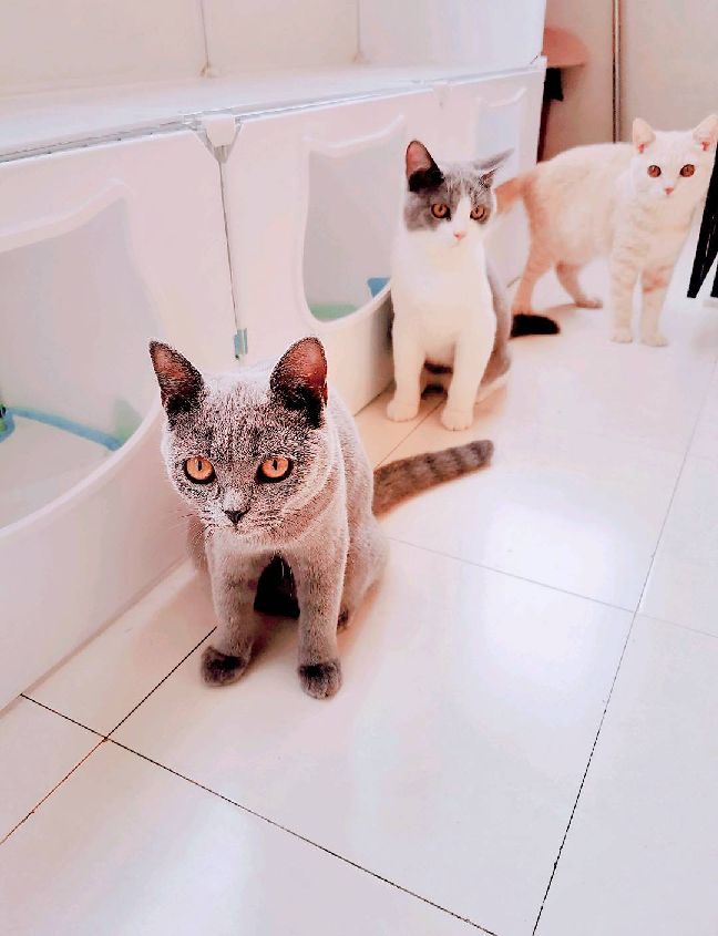 猫图片|宠物猫|猫咪|