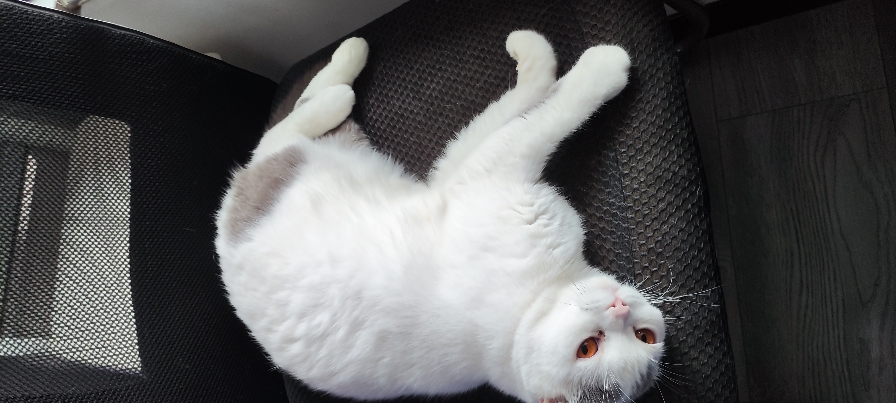 猫图片|宠物猫|猫咪|