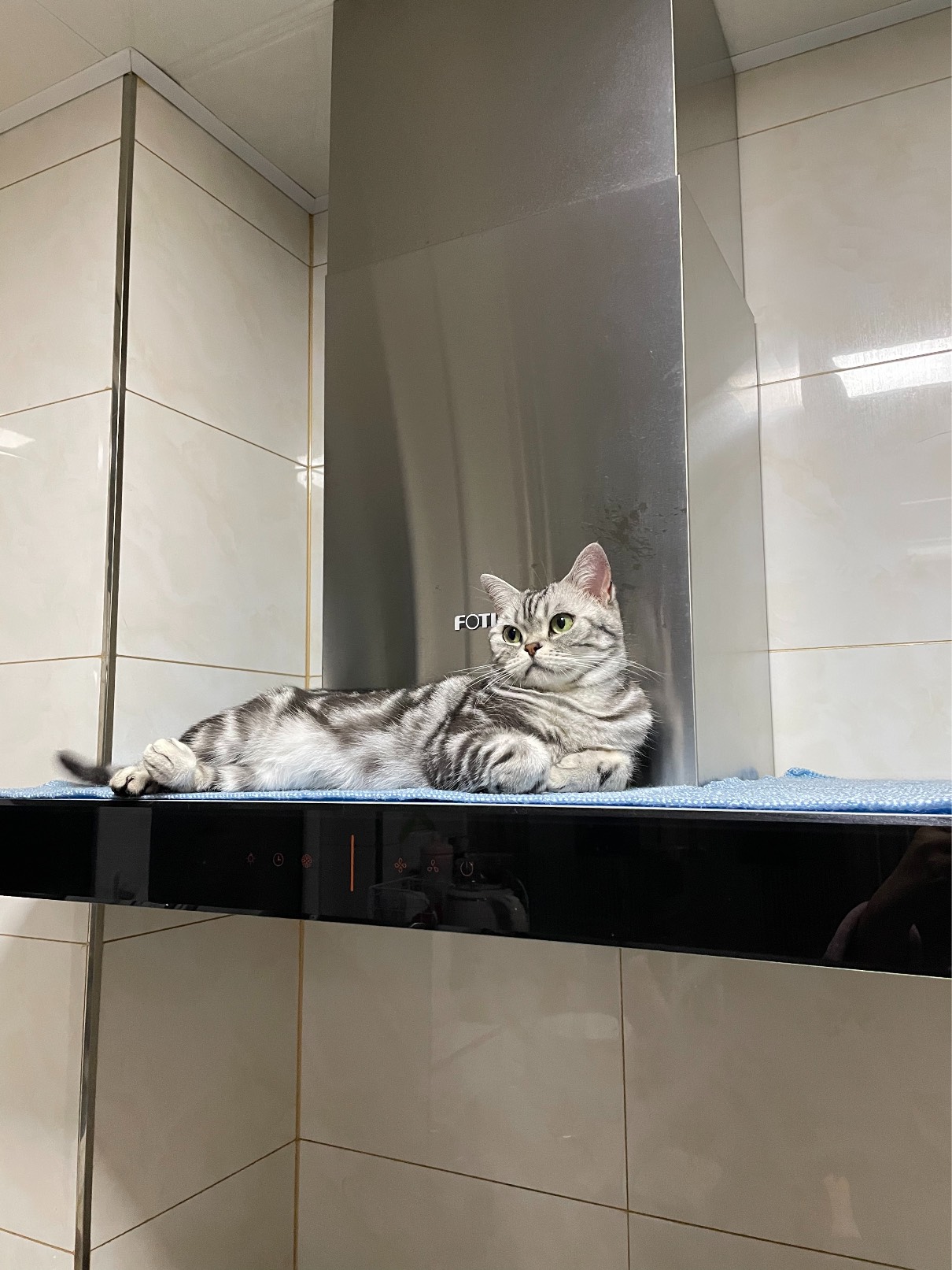 猫图片|宠物猫|猫咪|