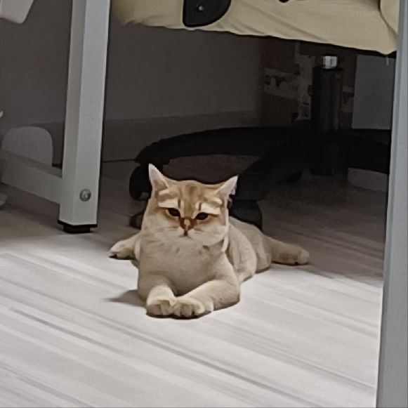 猫图片|宠物猫|猫咪|