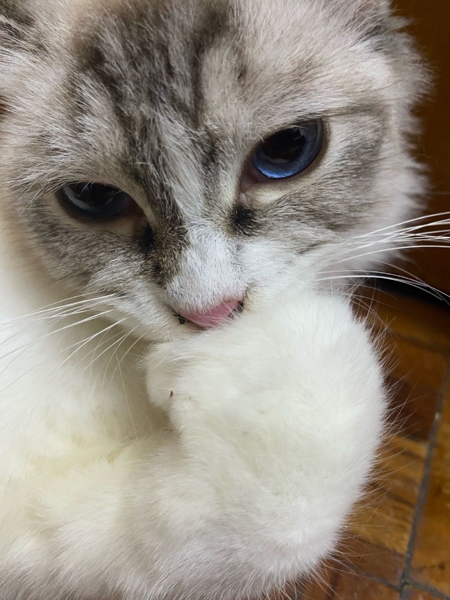 猫图片|宠物猫|猫咪|