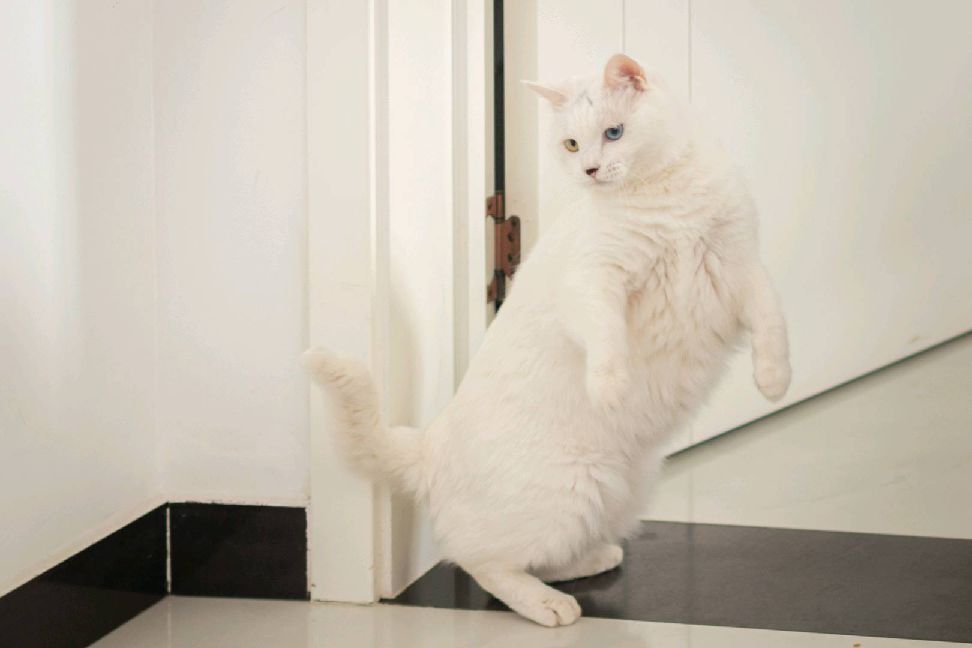 猫图片|宠物猫|猫咪|