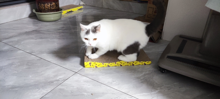 猫图片|宠物猫|猫咪|