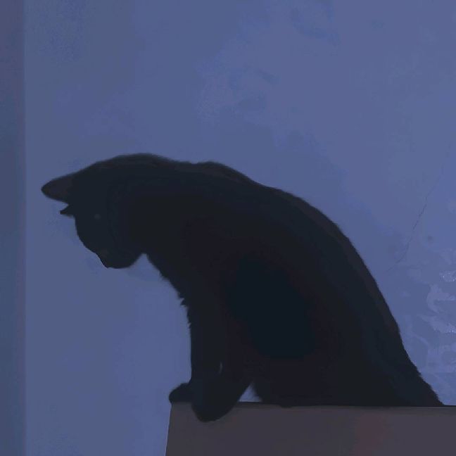 猫图片|宠物猫|猫咪|