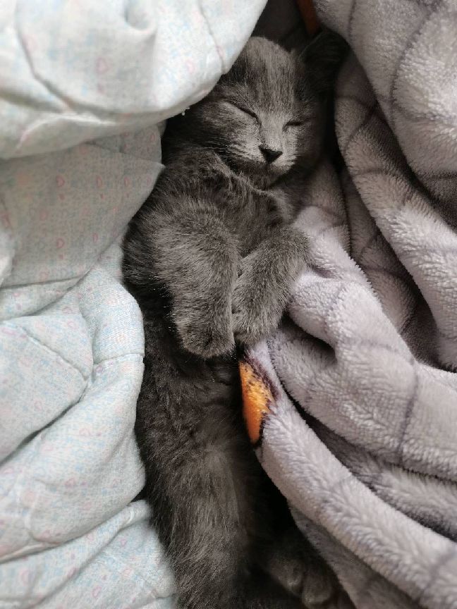 猫图片|宠物猫|猫咪|