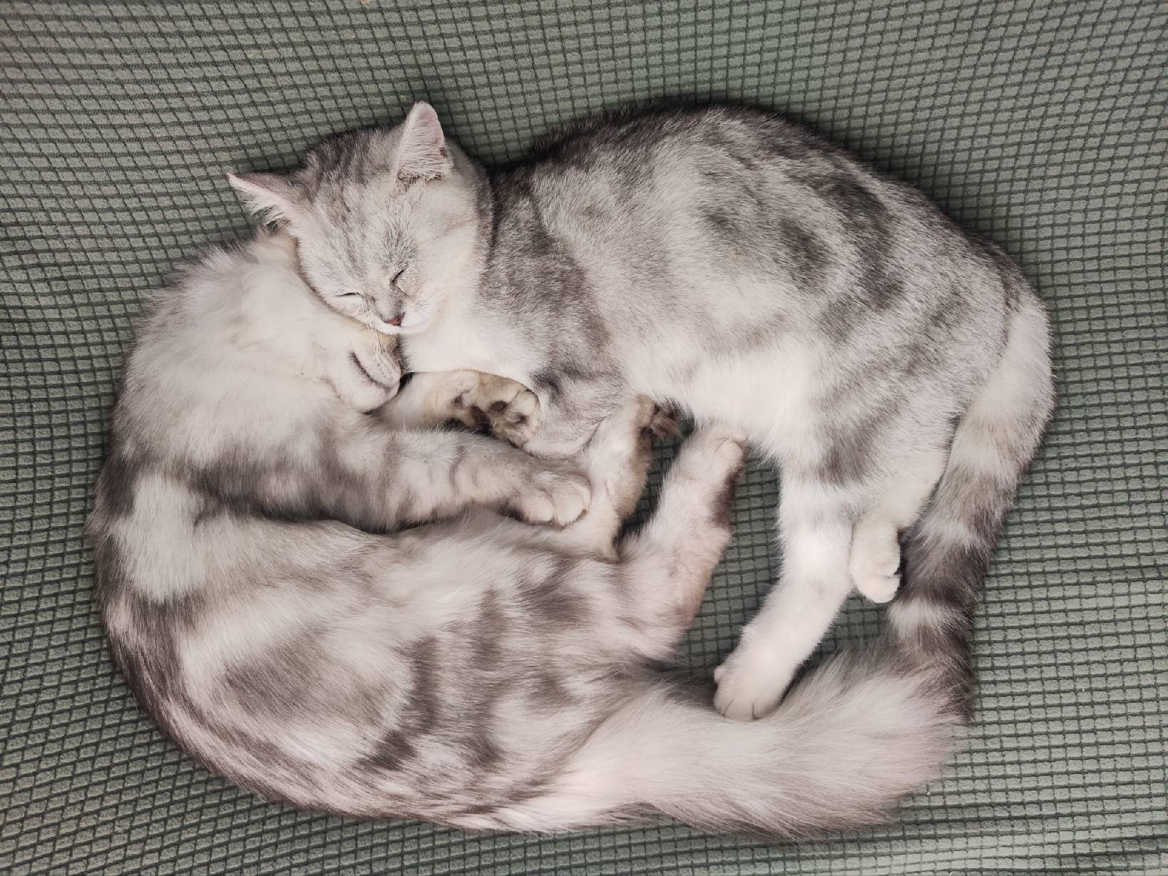 猫图片|宠物猫|猫咪|