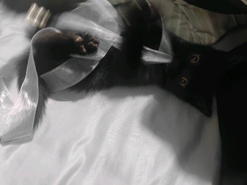 猫图片|宠物猫|猫咪|