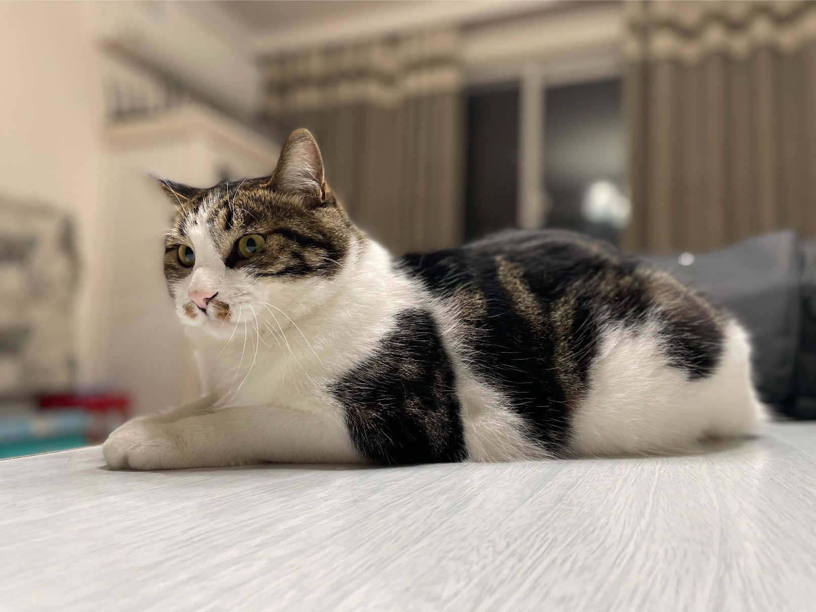 猫图片|宠物猫|猫咪|