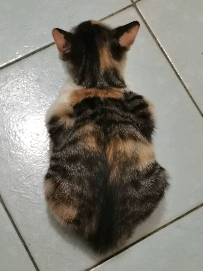 猫图片|宠物猫|猫咪|