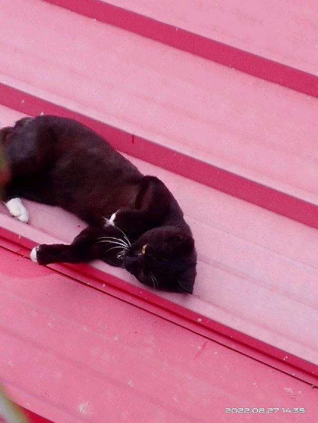 猫图片|宠物猫|猫咪|