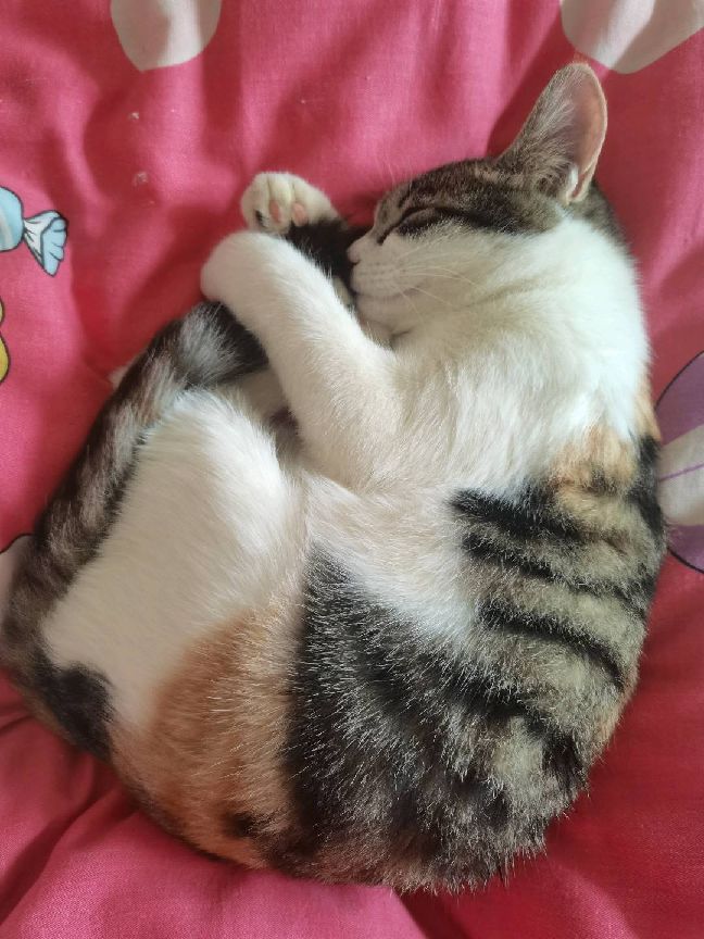 猫图片|宠物猫|猫咪|