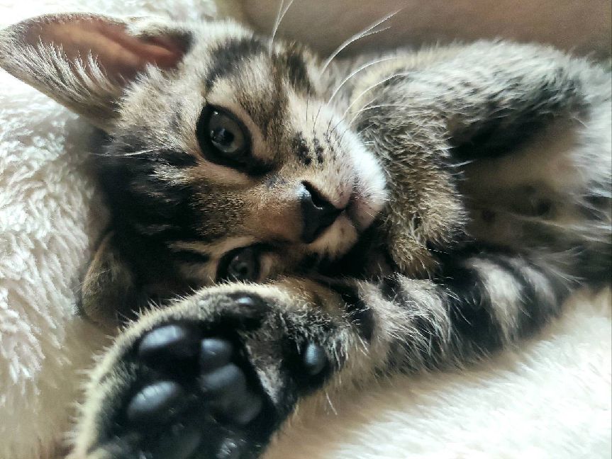 猫图片|宠物猫|猫咪|