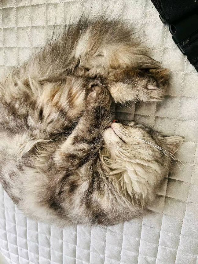 猫图片|宠物猫|猫咪|