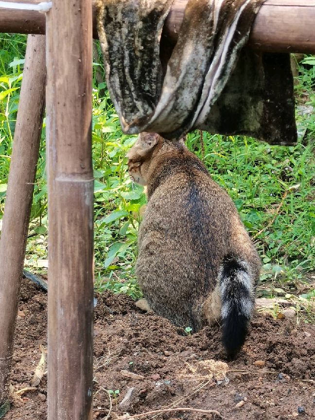 猫图片|宠物猫|猫咪|