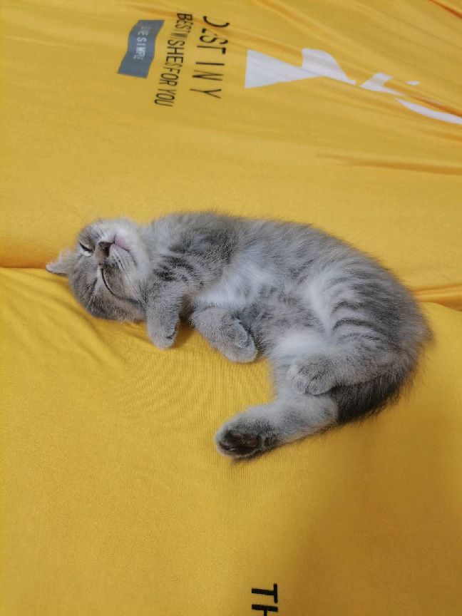 猫图片|宠物猫|猫咪|