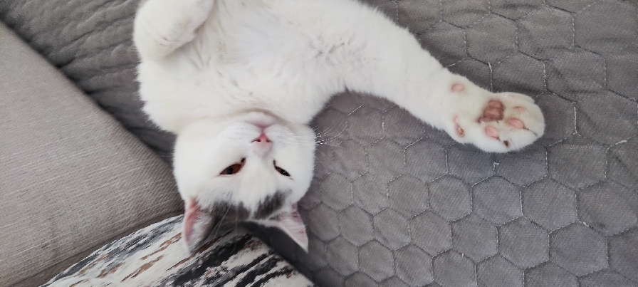 猫图片|宠物猫|猫咪|