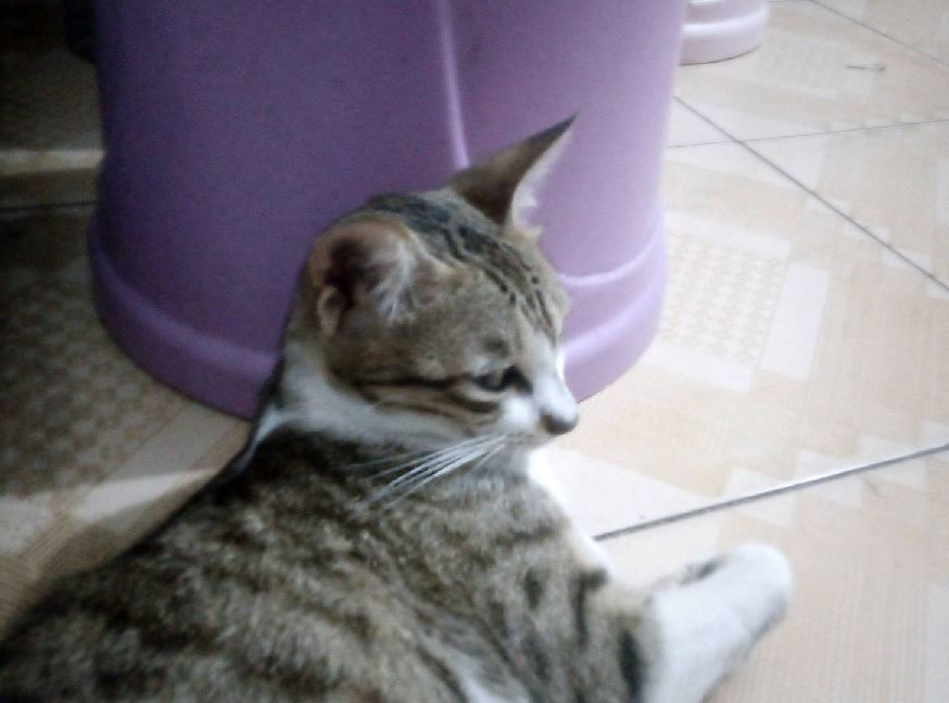 猫图片|宠物猫|猫咪|