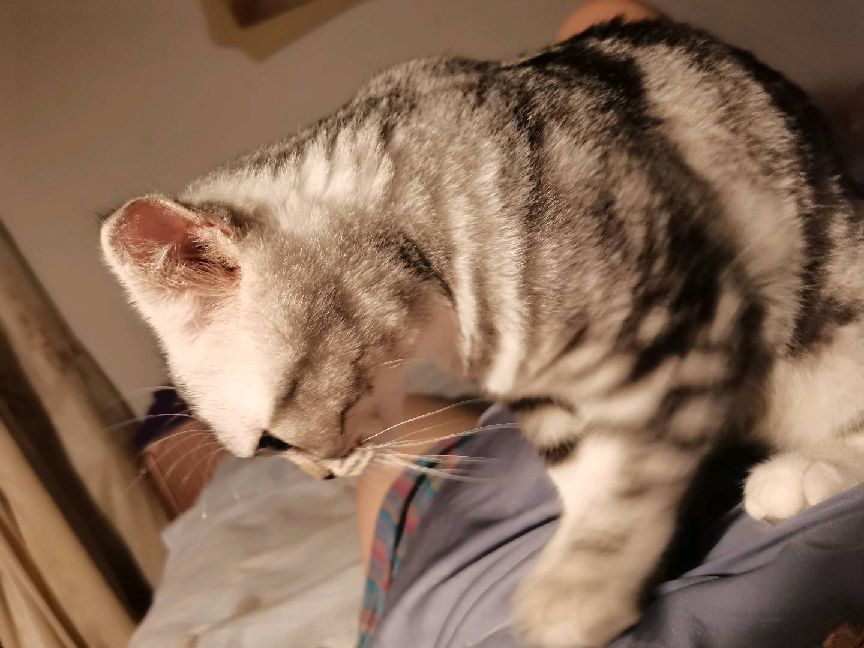 猫图片|宠物猫|猫咪|