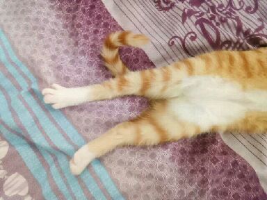 猫图片|宠物猫|猫咪|