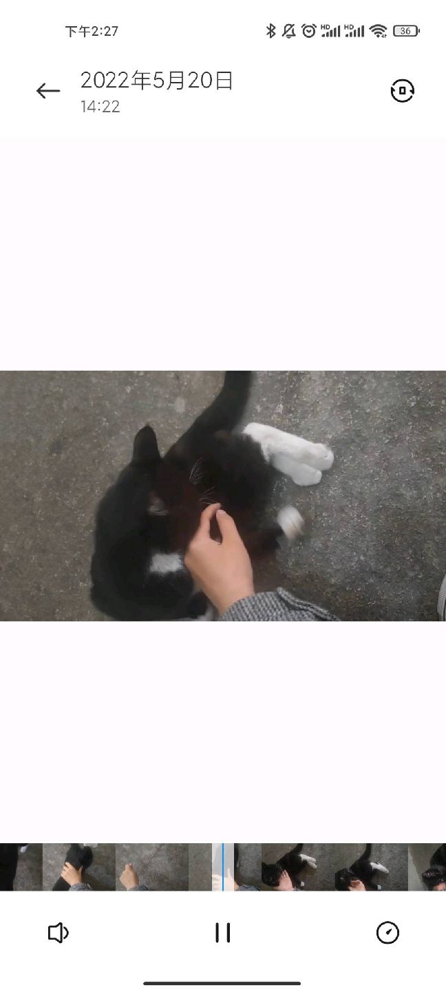 猫图片|宠物猫|猫咪|