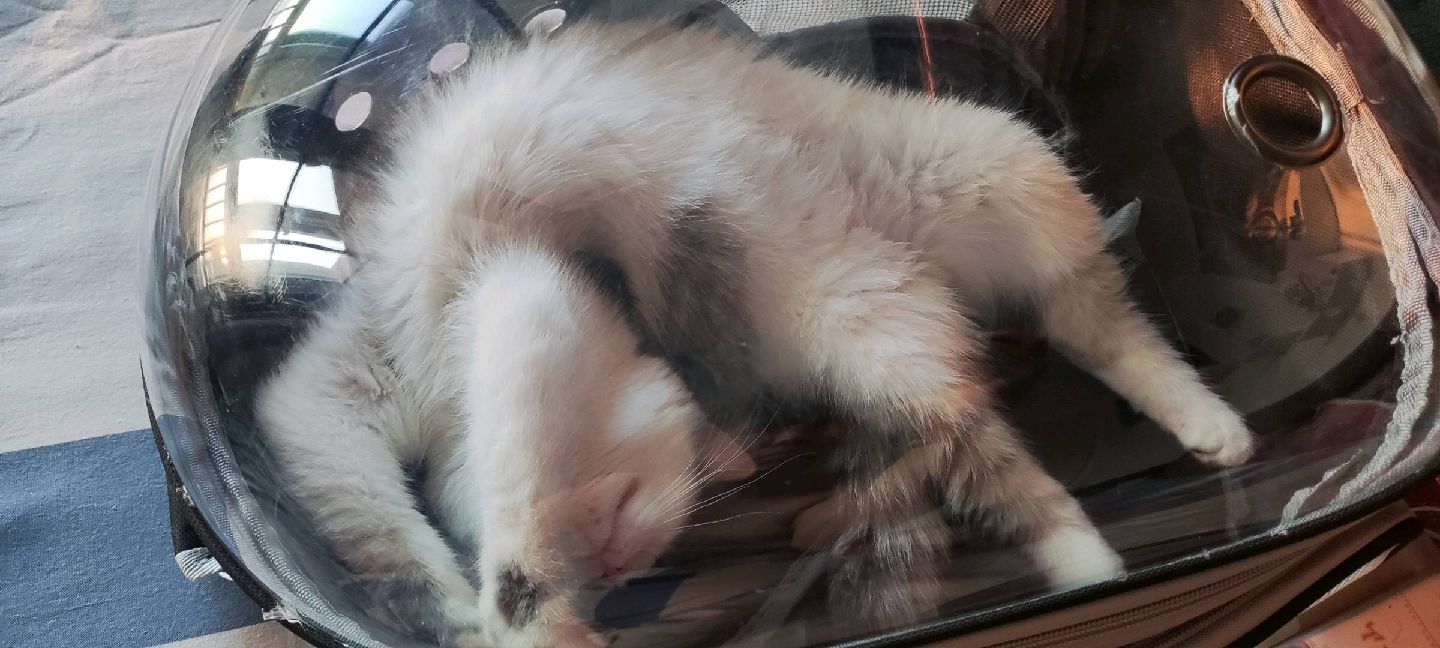 猫图片|宠物猫|猫咪|