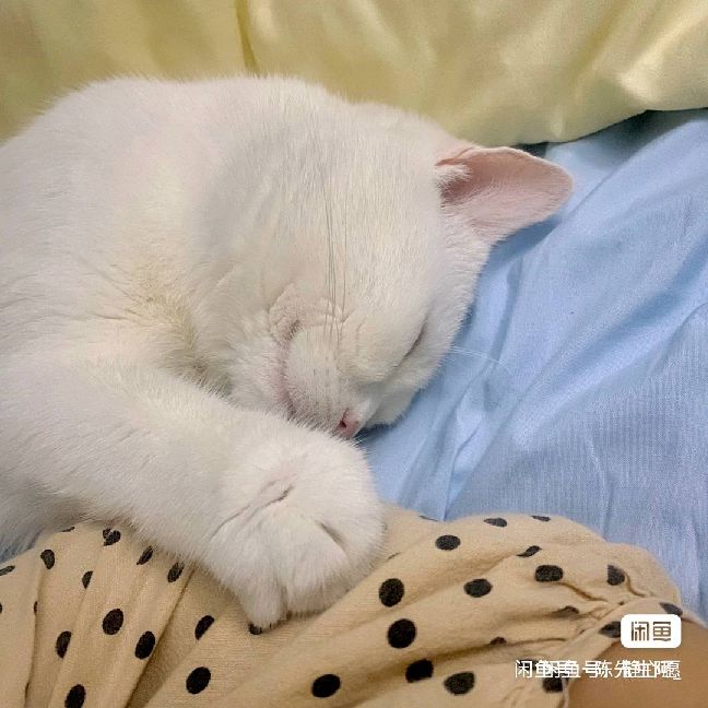 猫图片|宠物猫|猫咪|